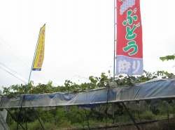 ぶどう狩り